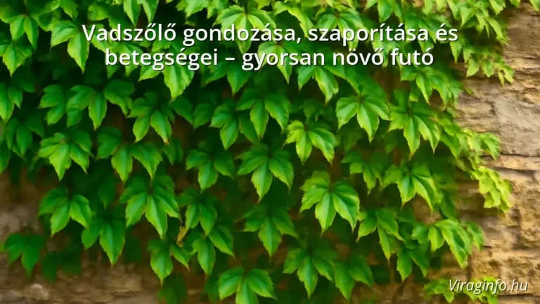Vadszőlő futónövény zöld levelekkel egy kerti falon