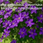 Iszalag növény lila virágokkal egy pergolán a kertben