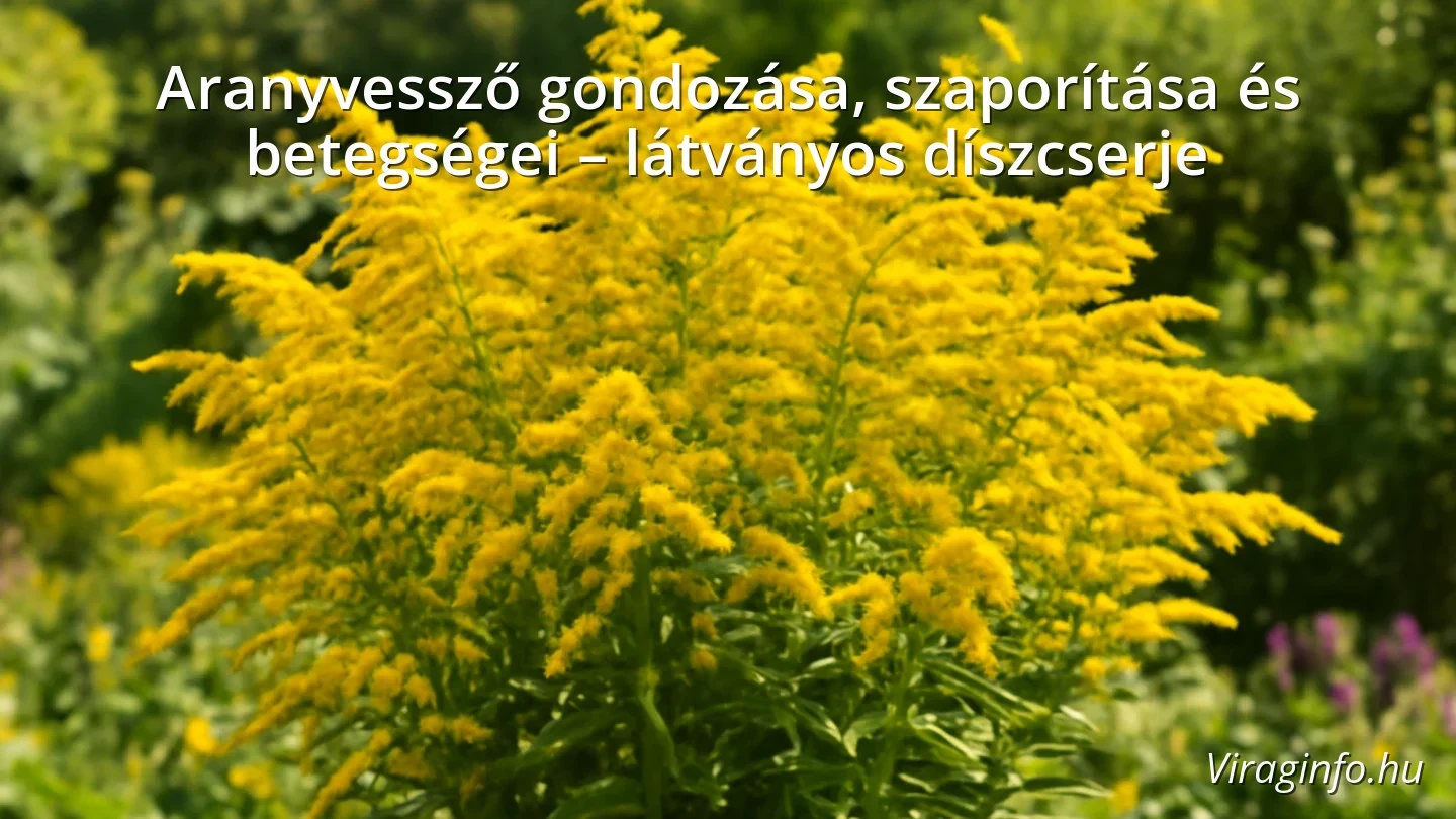Aranyvessző élénksárga virágokkal napos kertben