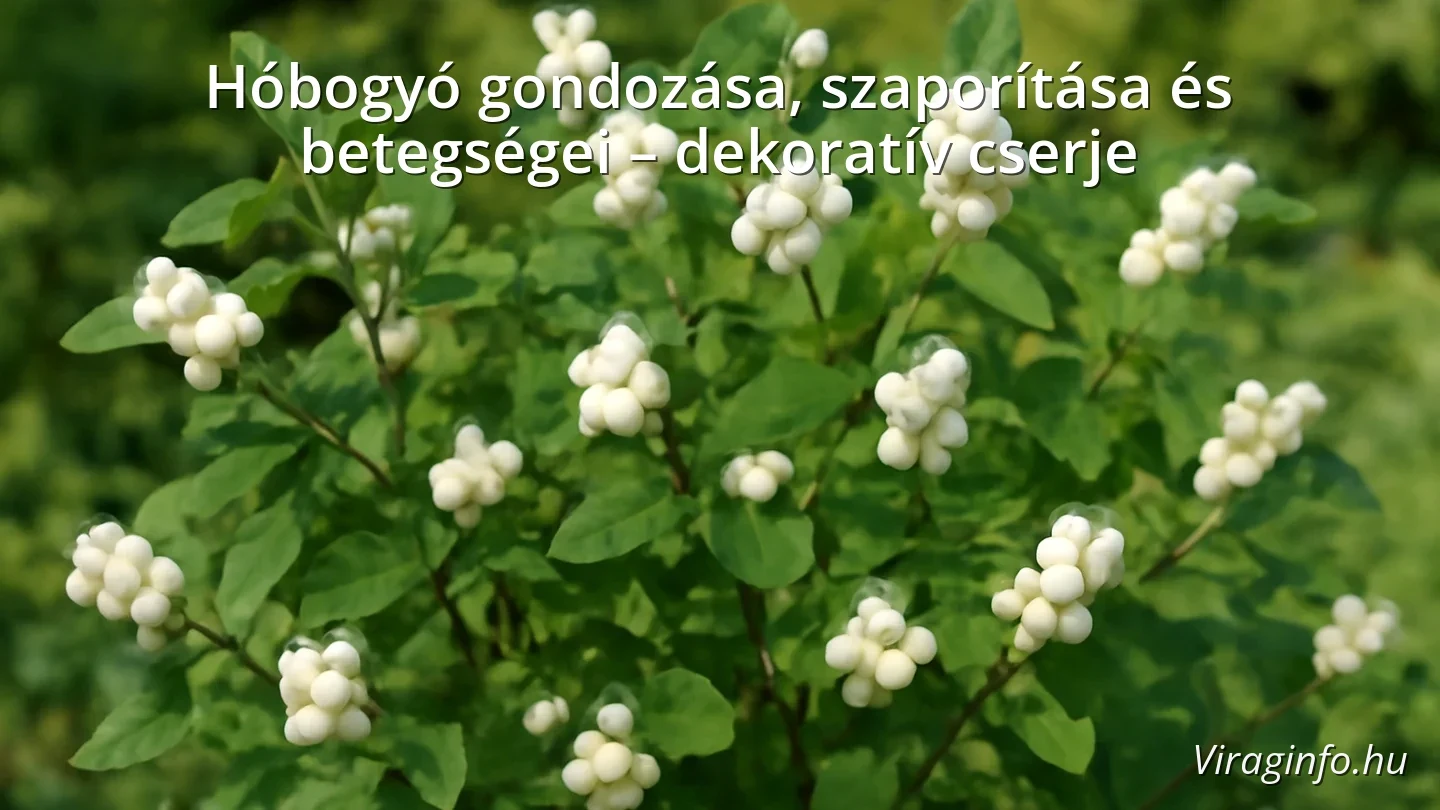 Hóbogyó bokor fehér bogyókkal kertben napfényben