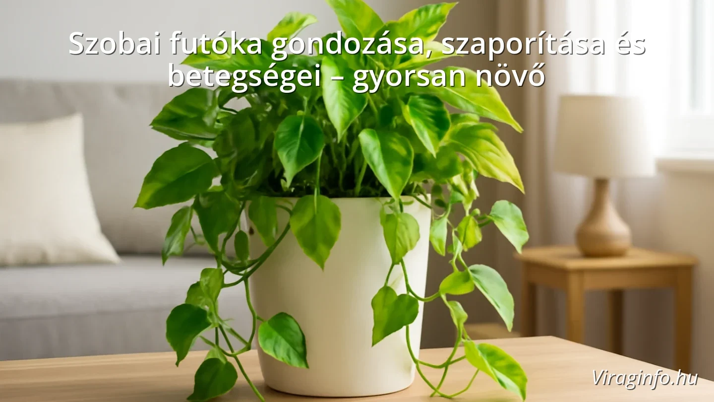 Szobai futóka gondozása, szaporítása és betegségei – gyorsan növő